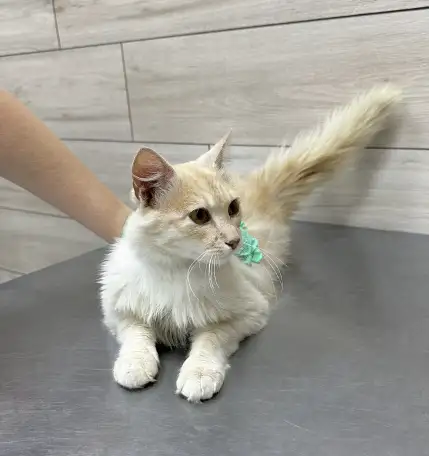 Котик Беня ищет ответственных и заботливых хозяев, фотография 2