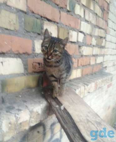 Котята ищут дом или передержку, фотография 2