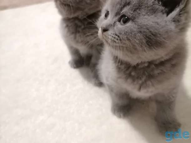 Британские котята, фотография 6