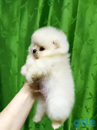 Померанский шпиц ,мини мальчик., фотография 4