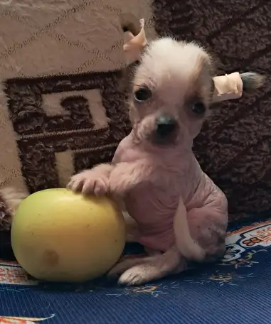 Мальтипу щенок мальчик чи чи, фотография 1