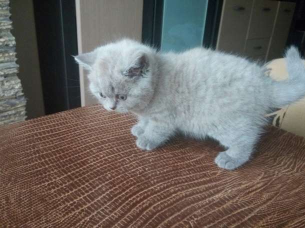 Продам британского котенка, фотография 7