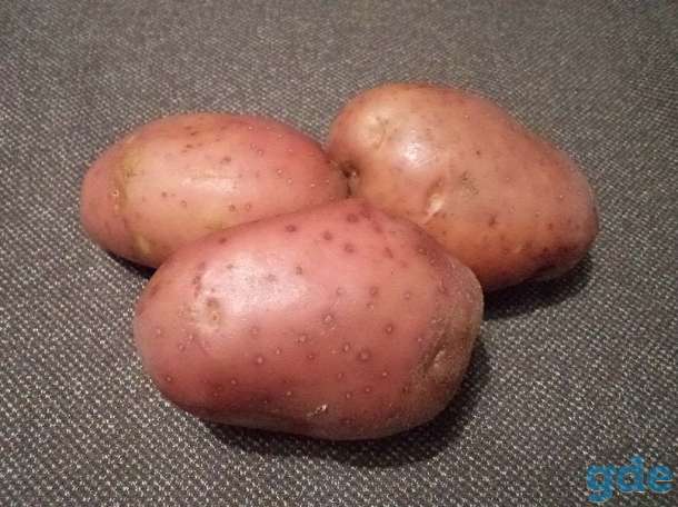 Продам элитный семенной картофель, фотография 1