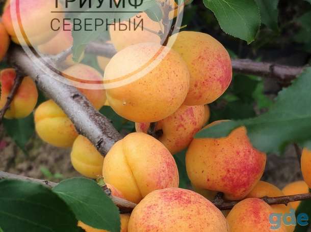 Саженцы персиков, абрикосов и нектаринов, фотография 3