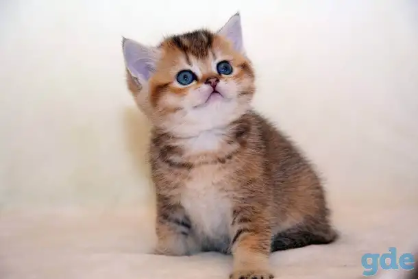 ЗОЛОТАЯ ШИНШИЛЛА шотландские котята, фотография 1