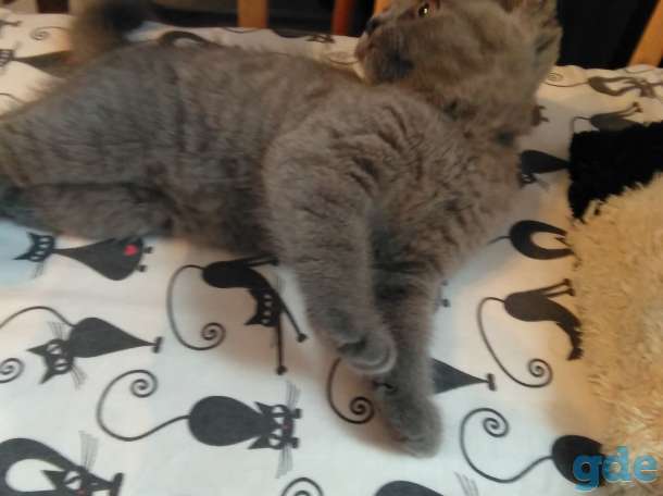 Шотландские котята, фотография 8
