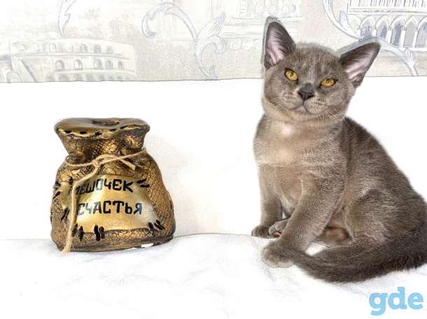 Котята Европейской бурмы, фотография 8