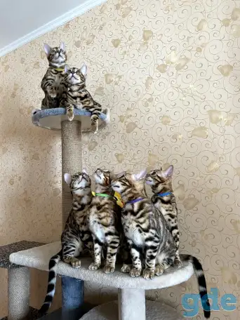 Бенгальские котята, фотография 9