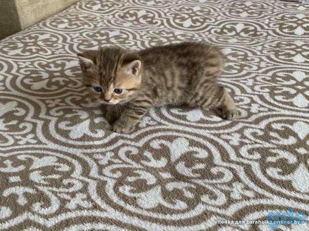 Шотландские котята, фотография 4