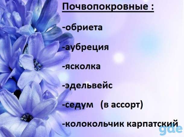 продам рассаду цветов, фотография 3