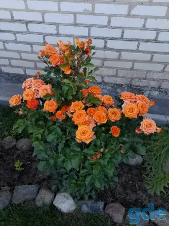 саженцы роз, фотография 3