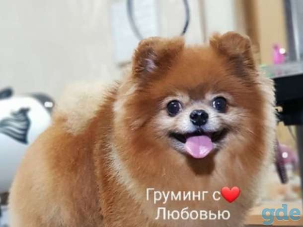 Щенки шпица, фотография 11