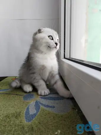 Скоттиш-страйт, шотландцы, фотография 7