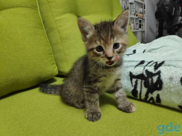Котята в хорошие руки, фотография 3