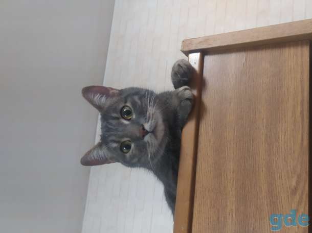 Кошка кот, фотография 1