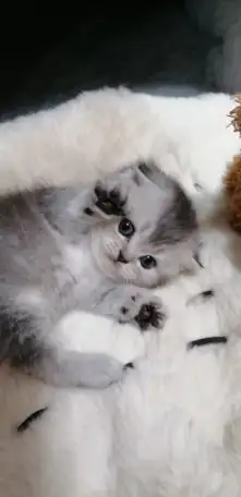 Котята шотландские вислоухие, фотография 1