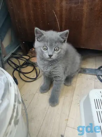 Британский котенок голубого окраса., фотография 2