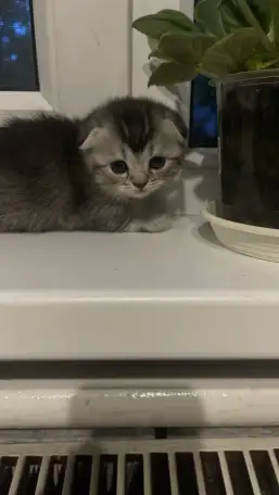 Милые шотландцы, фотография 1