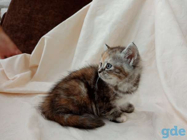 Продаю шотландских котят, фотография 2