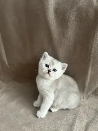 Шотландские вислоухие котята, фотография 3