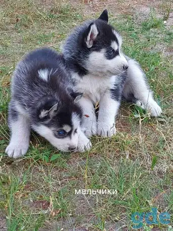 Продажа щенков, фотография 3
