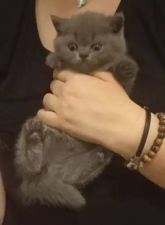 Шотландские котята, фотография 1