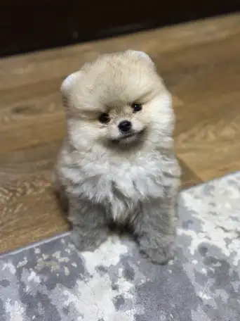 Шпиц мини мишка, фотография 1