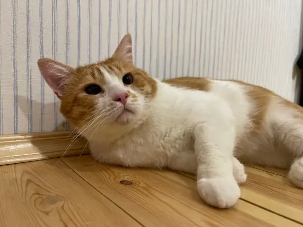 Чудесный рыжий котик Бонечка ищет дом и семью!, фотография 12