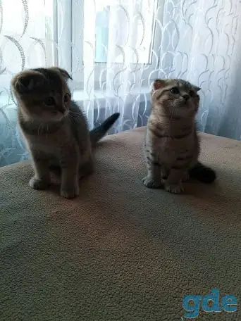 Шотландские вислоухие котята, фотография 2