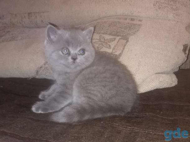 Котята британской породы, фотография 3