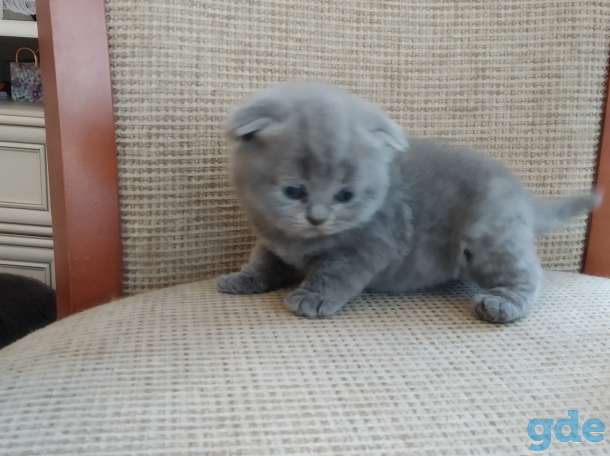 Продажа шотландских котят, фотография 6
