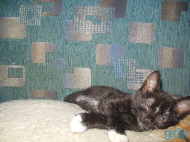 котёнок 3 меяца мальчик в дар, фотография 3