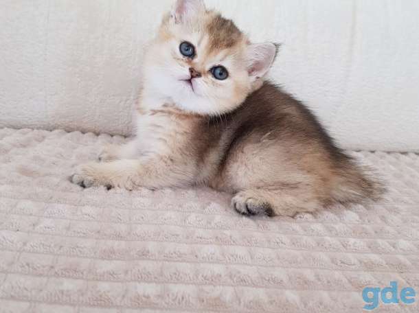 Чистокровные шотландские котята, фотография 5