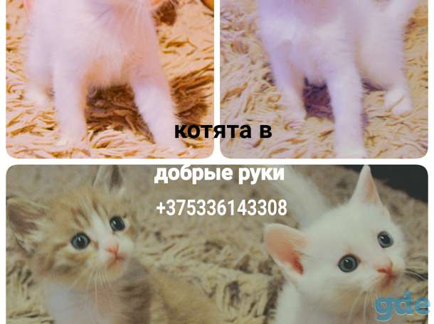 Котята в добрые руки даром, фотография 1