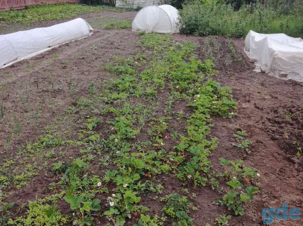 Продажа жилого дома в деревне Лапичи Буда-Кошелевского района, фотография 3