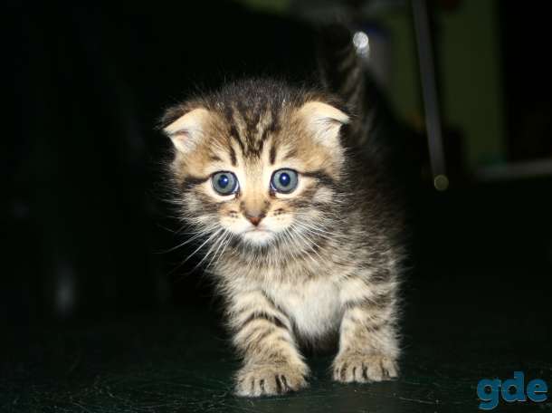 Шотландские котята, фотография 7