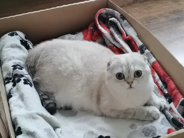 Продам котят, фотография 9
