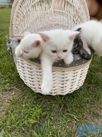 Котята, фотография 2