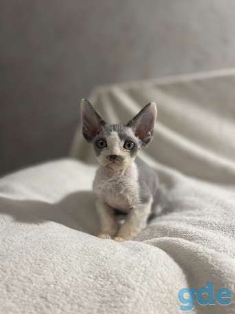 Котята девон-рекс 2 месяца, фотография 10