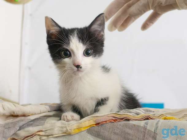 котята в поиске хозяев, фотография 1