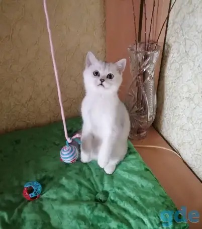 Британские серебристые котята, фотография 2