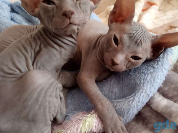 Котята донского сфинкса, фотография 1