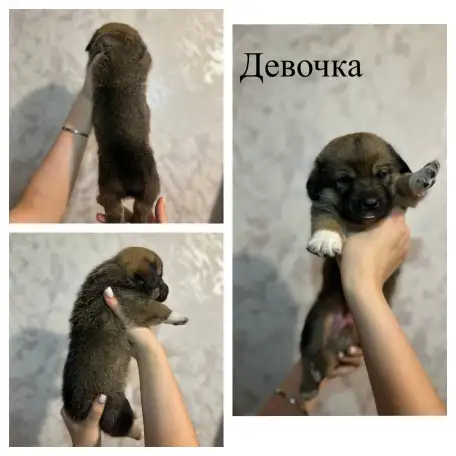 Щенки метисы корги, фотография 3