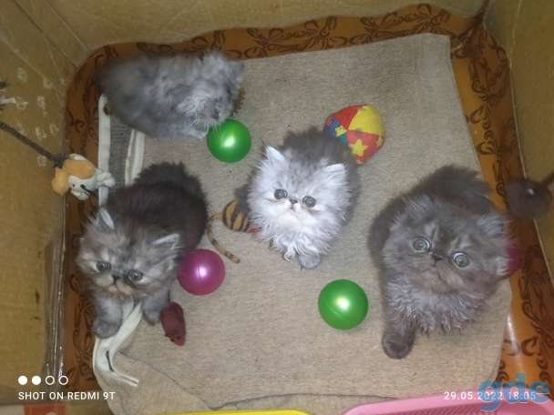 Персидские котята экстремального типа чистокровные персы., фотография 4