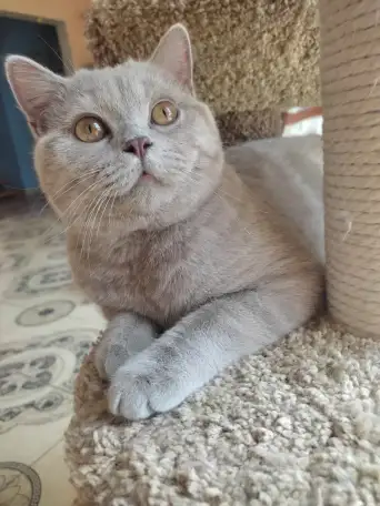 Британские котята, фотография 1