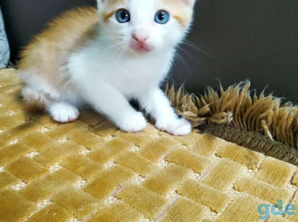 Красивые котята, фотография 3