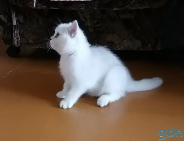 Британские котята, фотография 2