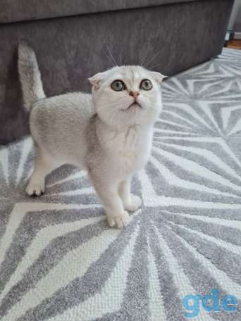 Продается шотландский котёнок, фотография 2