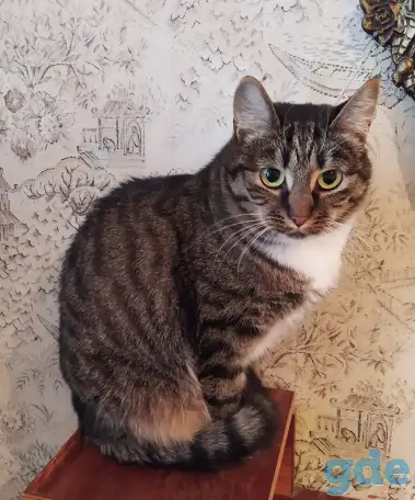 Скромная кошечка ищет своих хозяев, фотография 2