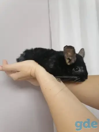 Шиншилла. Девочка., фотография 2
